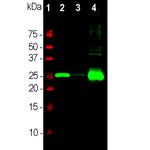Calbindin D28K Antibody in Western Blot (WB)