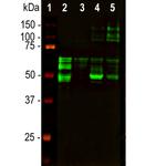 Tau Antibody in Western Blot (WB)