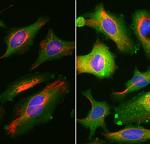 Annexin V Antibody in Immunocytochemistry (ICC/IF)