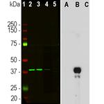 Aurora B Antibody in Western Blot (WB)