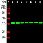 Aldolase A/B/C Antibody in Western Blot (WB)