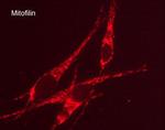 Mitofilin Antibody in Immunocytochemistry (ICC/IF)