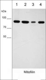 Mitofilin Antibody in Western Blot (WB)