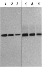 FBXO32 Antibody in Western Blot (WB)