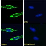 CD98 Antibody in Immunocytochemistry (ICC/IF)