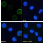 CD49d (Integrin alpha 4) Chimeric Antibody in Immunocytochemistry (ICC/IF)