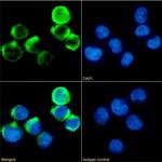 CD137 Chimeric Antibody in Immunocytochemistry (ICC/IF)