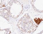 Connexin 43 Antibody in Immunohistochemistry (Paraffin) (IHC (P))