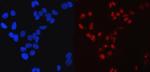 SP1 Antibody in Immunocytochemistry (ICC/IF)