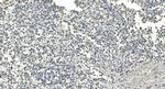 IDH2 Antibody in Immunohistochemistry (Paraffin) (IHC (P))