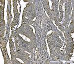 DJ-1 Antibody in Immunohistochemistry (Paraffin) (IHC (P))