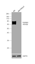 TGFBR2 Antibody