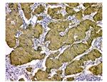 STUB1 Antibody in Immunohistochemistry (Paraffin) (IHC (P))