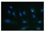 PARN Antibody in Immunocytochemistry (ICC/IF)