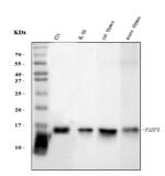 FABP4 Antibody in Western Blot (WB)