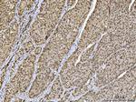 Ataxin 1 Antibody in Immunohistochemistry (Paraffin) (IHC (P))