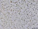 Ataxin 1 Antibody in Immunohistochemistry (Paraffin) (IHC (P))