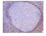 ADK Antibody in Immunohistochemistry (Paraffin) (IHC (P))