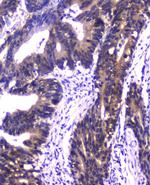 Cyclophilin 40 Antibody in Immunohistochemistry (Paraffin) (IHC (P))