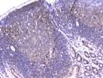 Cyclophilin 40 Antibody in Immunohistochemistry (Paraffin) (IHC (P))