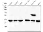 Cyclophilin 40 Antibody in Western Blot (WB)