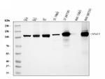 SND1 Antibody in Western Blot (WB)