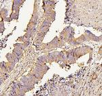 NMI Antibody in Immunohistochemistry (Paraffin) (IHC (P))