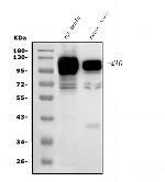 MAG Antibody in Western Blot (WB)