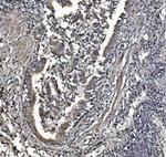 REA Antibody in Immunohistochemistry (Paraffin) (IHC (P))