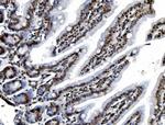 REA Antibody in Immunohistochemistry (Paraffin) (IHC (P))