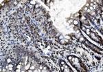 REA Antibody in Immunohistochemistry (Paraffin) (IHC (P))