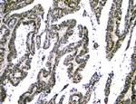 NFIA Antibody in Immunohistochemistry (Paraffin) (IHC (P))