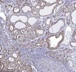 Drebrin Antibody in Immunohistochemistry (Paraffin) (IHC (P))