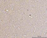 Drebrin Antibody in Immunohistochemistry (Paraffin) (IHC (P))