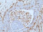 VISTA Antibody in Immunohistochemistry (Paraffin) (IHC (P))