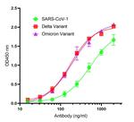 SARS-CoV-2 Spike Protein S2 Antibody in ELISA (ELISA)