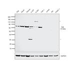 Syk Antibody in Western Blot (WB)