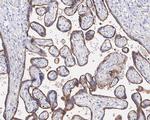 VISTA Antibody in Immunohistochemistry (Paraffin) (IHC (P))