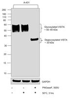 VISTA Antibody in Western Blot (WB)