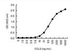 MCP-1 Antibody in ELISA (ELISA)