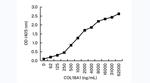 Endostatin Antibody in ELISA (ELISA)