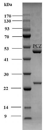 Penconazole Antibody in SDS-PAGE (SDS-PAGE)