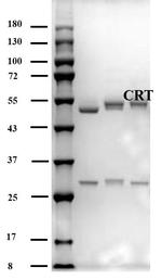 Cortisol Antibody in SDS-PAGE (SDS-PAGE)