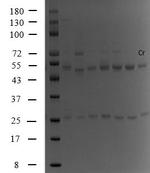 Chromium Antibody in SDS-PAGE (SDS-PAGE)