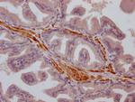 TRPM8 Antibody in Immunohistochemistry (Paraffin) (IHC (P))