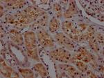 PAI1 Antibody in Immunohistochemistry (Paraffin) (IHC (P))