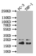 Caveolin 1 Antibody in Western Blot (WB)