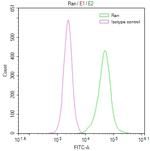 RAN Antibody in Flow Cytometry (Flow)