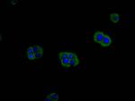 MRAS Antibody in Immunocytochemistry (ICC/IF)