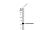 APOE Antibody in Western Blot (WB)